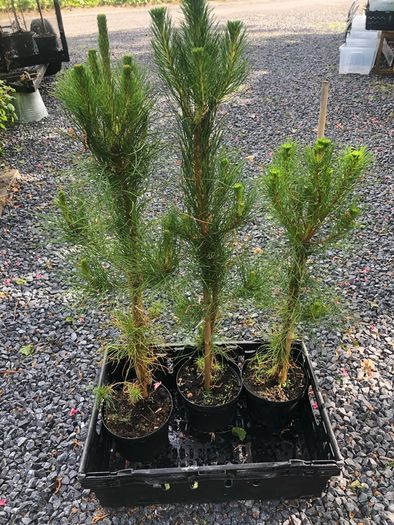 Pinus radiata - Monterey Pine