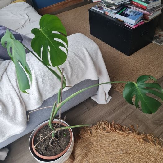 Monstera Plant