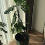 Monstera Deliciosa Image 2