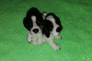 Spaniels Dimontti Italy Style