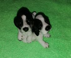 Spaniels Dimontti Italy Style