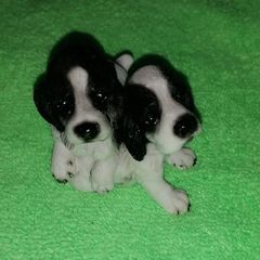 Spaniels Dimontti Italy Style