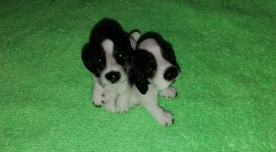 Spaniels Dimontti Italy Style