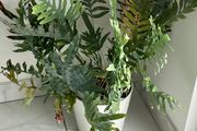 Blue Star Fern Indoor Plant with White Pot