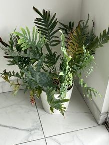Blue Star Fern Indoor Plant with White Pot