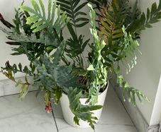Blue Star Fern Indoor Plant with White Pot