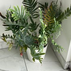 Blue Star Fern Indoor Plant with White Pot