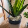 Artificial Plants in Ceramic, Glass, Stone & PVC Pots x8 Image 6