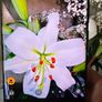 One Plus 12 - 512gb, Ram - 16gb, Dual Sim! Image 5