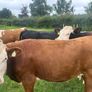 Cattle Image 3
