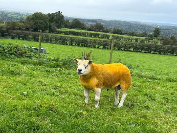 Pedigree Texel shearling rams
