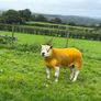 Pedigree Texel shearling rams Image 2
