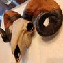 Ram skull head wall decoration Image 2