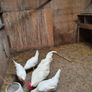 Hens/pullets Image 6