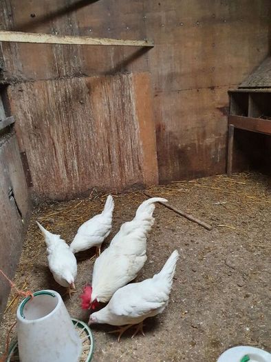 Pullets/hens/roosters/point of lay/