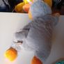 puppy start kit with heartbeat teddy Image 9