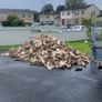 firewood Image 3