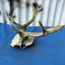 Deer skull and horns Image 5