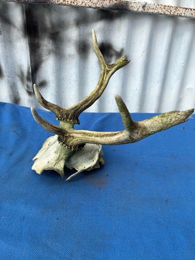 Deer skull and horns