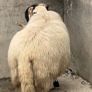 Blackface ram Image 4