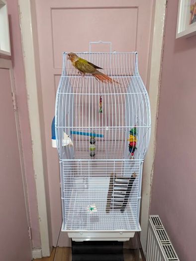 Bird Cage
