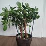 Jade plant Image 7