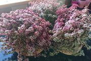 Crassula marginalis rubra variegata - House Plant
