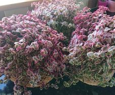 Crassula marginalis rubra variegata - House Plant