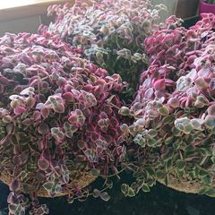 Crassula marginalis rubra variegata - House Plant