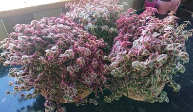 Crassula marginalis rubra variegata - House Plant