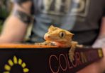 crested gecko