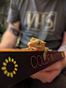 crested gecko