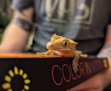 crested gecko