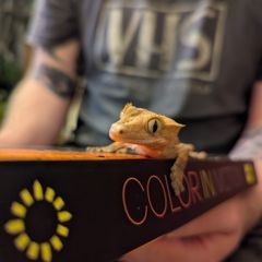 crested gecko