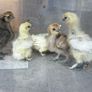 Silkie Chicks Image 3