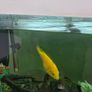 yellow lab cichlid Image 2