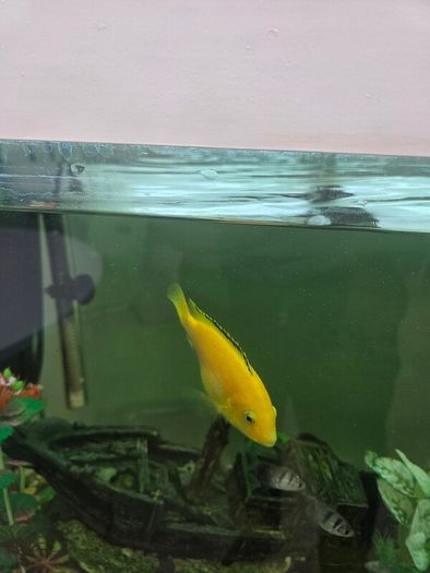 yellow lab cichlid