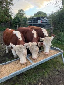 Purebred heifers