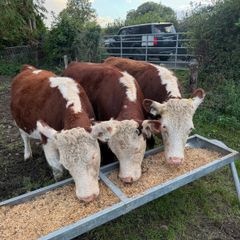 Purebred heifers