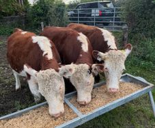Purebred heifers