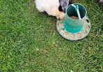 Usa silkie hatching eggs
