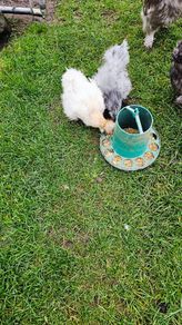 Usa silkie hatching eggs