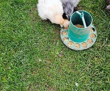 Usa silkie hatching eggs