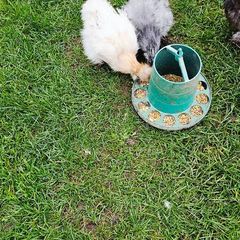 Usa silkie hatching eggs