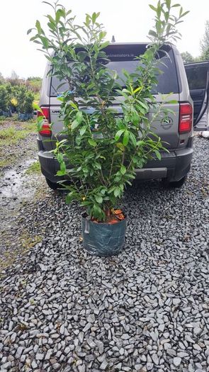 Quality Roses just 15 euro