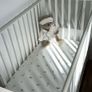 cot Image 3