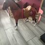 our generation large horse and stable Image 4