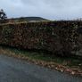 Native Whitethorn Hedging from 60 cents Image 6