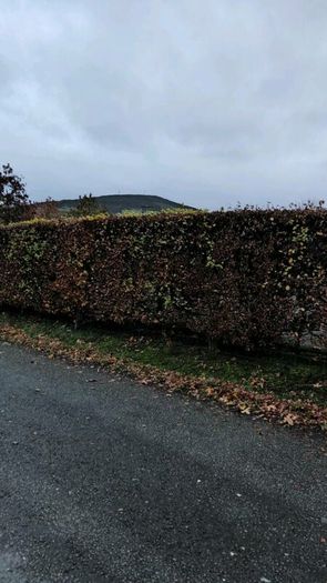 Native Whitethorn Hedging from 60 cents