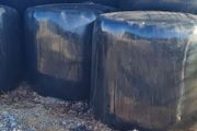 Organic Haylage